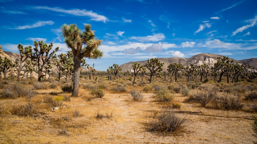 Joshua Tree Forest (Drzewa Jezuego)